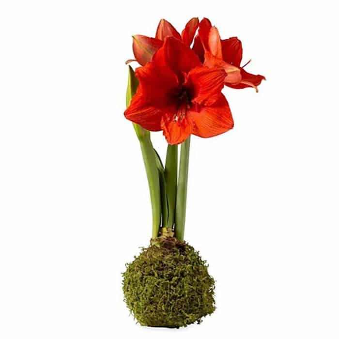 amaryllis-bulb-no-sunshine-no-water-no-worries-864911_700x700-webp